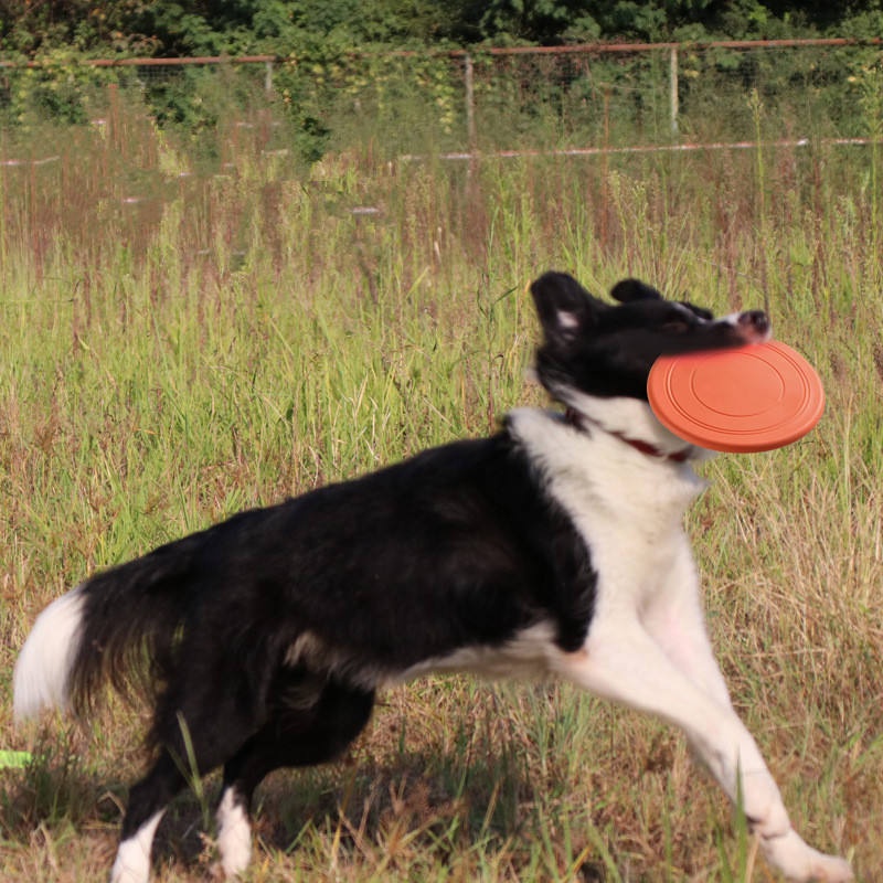 Durable Tear Resistant Pet Fly - Flying Disc Dog Training Toy ulasan dan harga